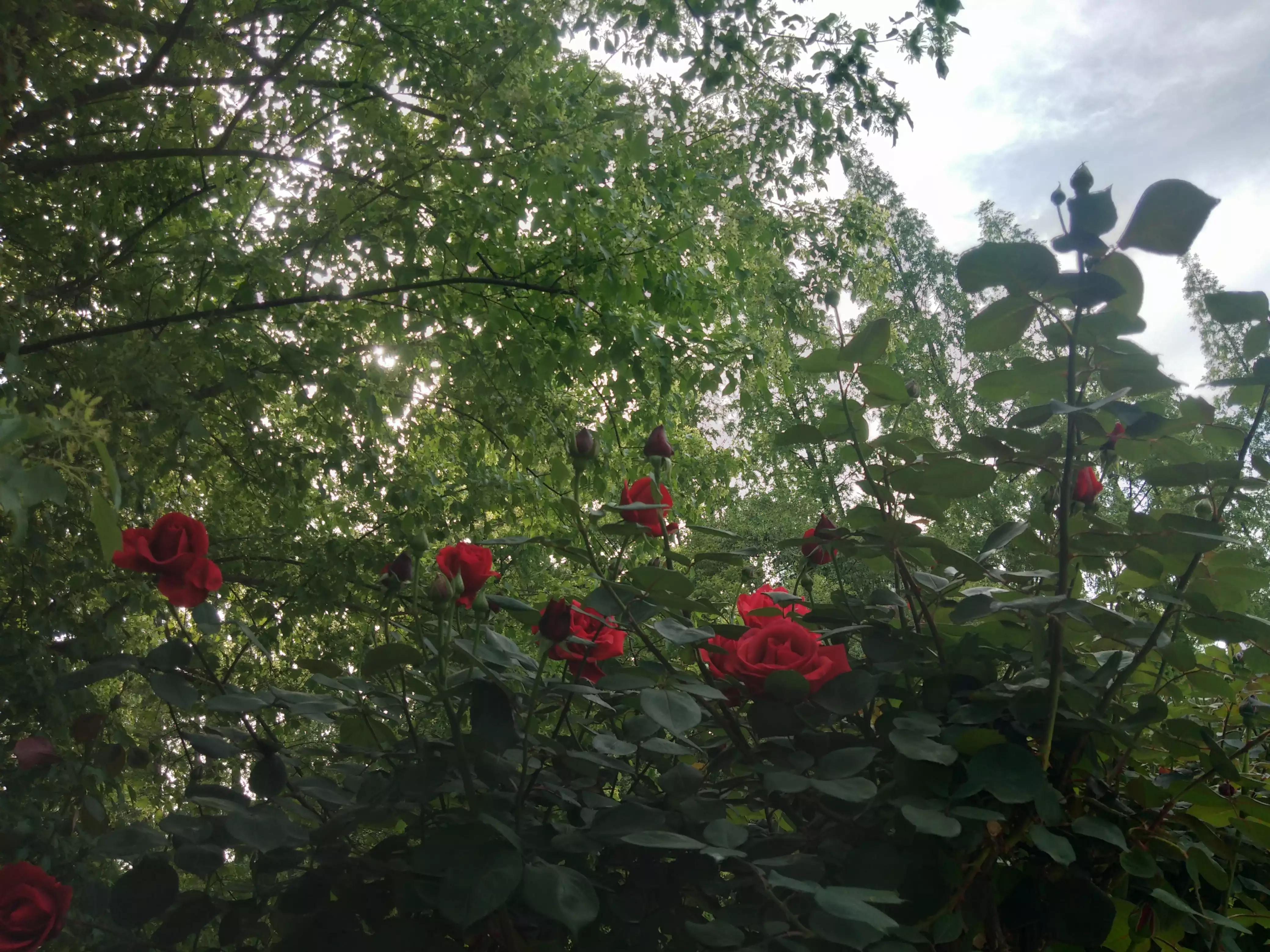 赠人玫瑰手有余香的英语,赠人玫瑰手有余香作文