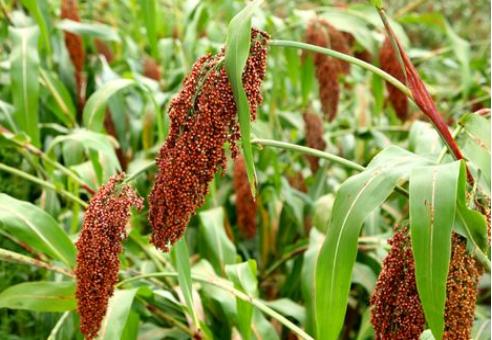 酿酒出好酒的方法,酿酒技术十大秘诀