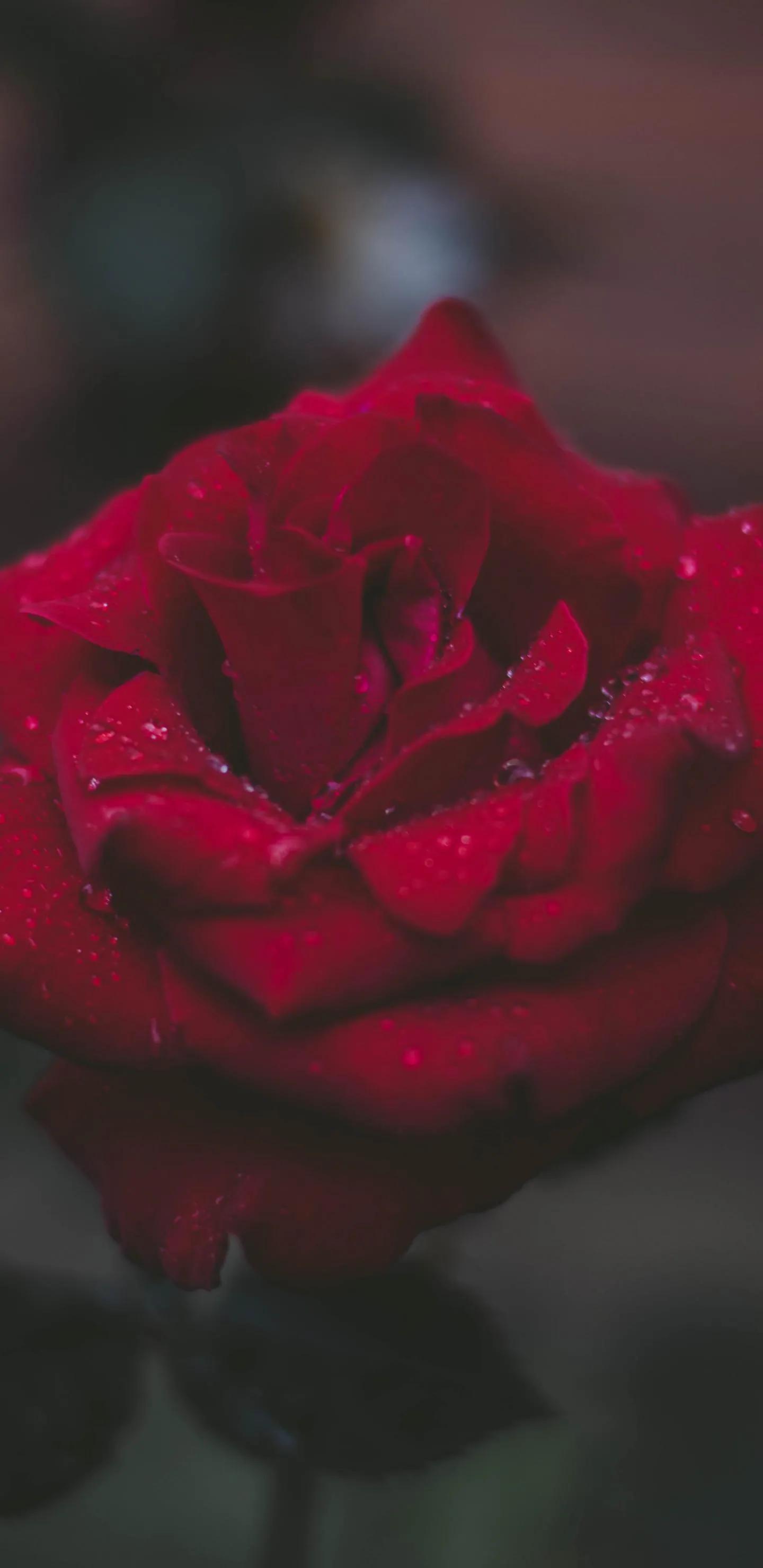 520浪漫玫瑰花壁纸,红玫瑰花壁纸大图