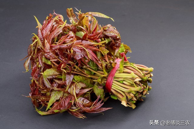 香椿现在最高卖多少钱一斤,香椿在市场上一般买多少钱一斤