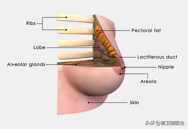 副乳腺病是什么,副乳腺是什么意思