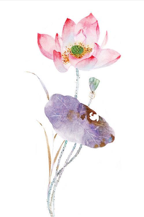 十首最美荷花诗词,最有韵味的荷花十首诗词