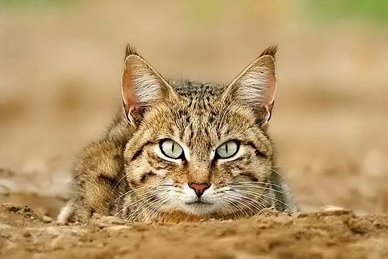 随处可见猫的国家,危害最大的16种入侵物种猫