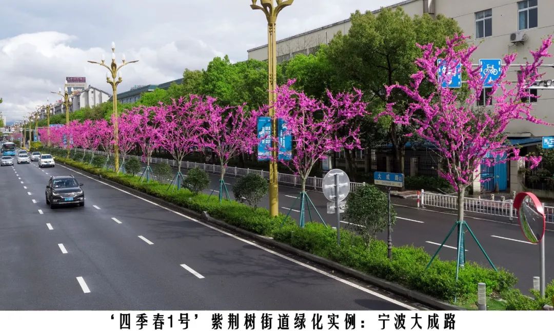 四季紫荆树新品种,四季春一号紫荆树施工方法