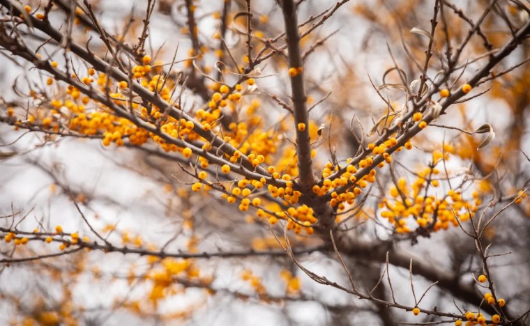 贡嘎徒步穿越子梅垭口,子梅垭口看贡嘎雪山蜀山之王