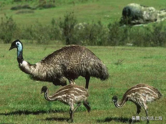 离谱！上海一女生竟把别人家的国宝当作宠物养
