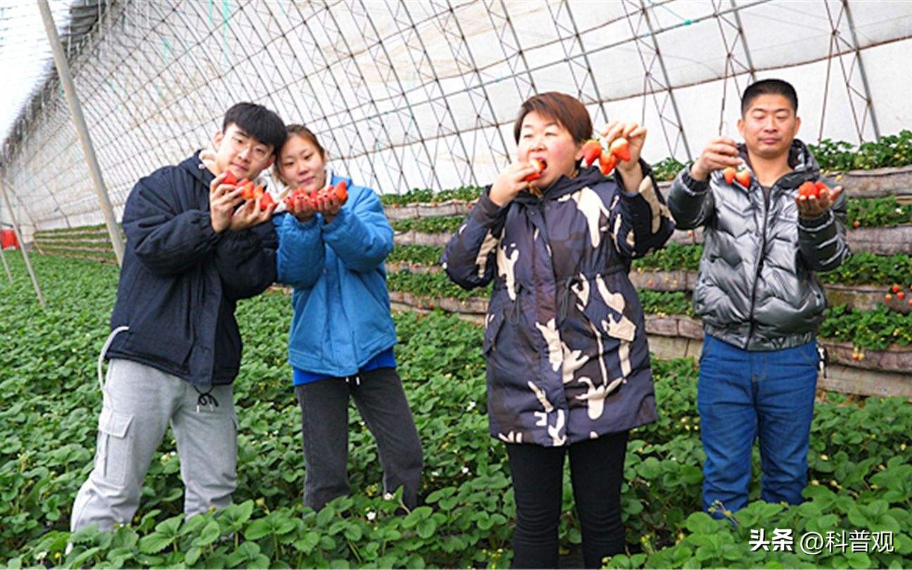 日本垄断中国市场百分之多少,打破西兰花种子垄断的原因