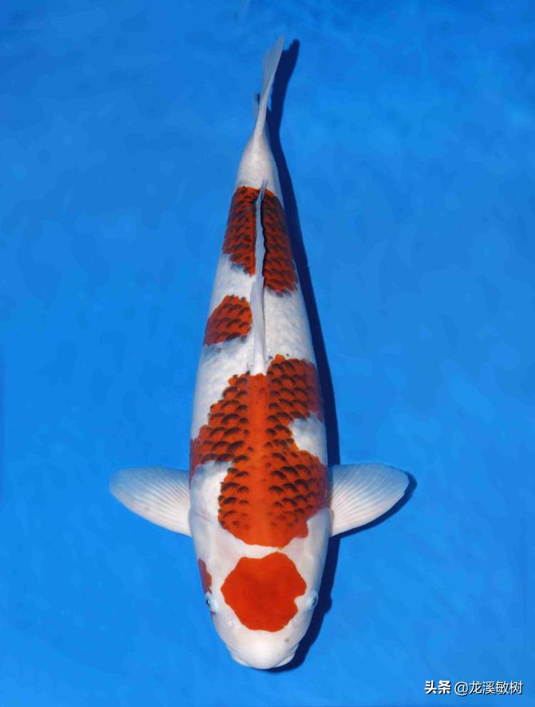 锦鲤分多少种什么样的锦鲤最好养,锦鲤要怎么选才能选到好的锦鲤