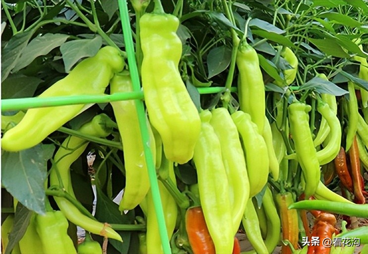 扶沟县概况,扶沟县是河南哪个市的