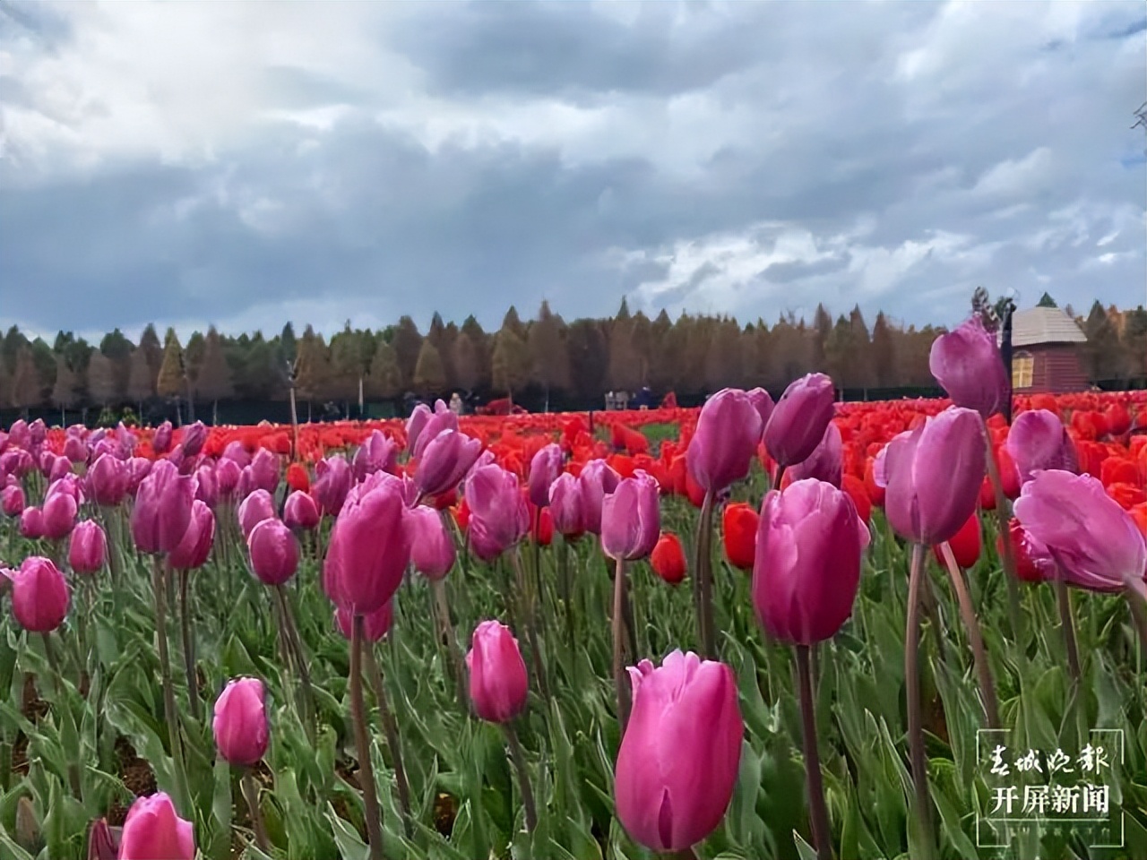 赏花来这里这是云南的专属浪漫,五月来昆明遇见紫色花海