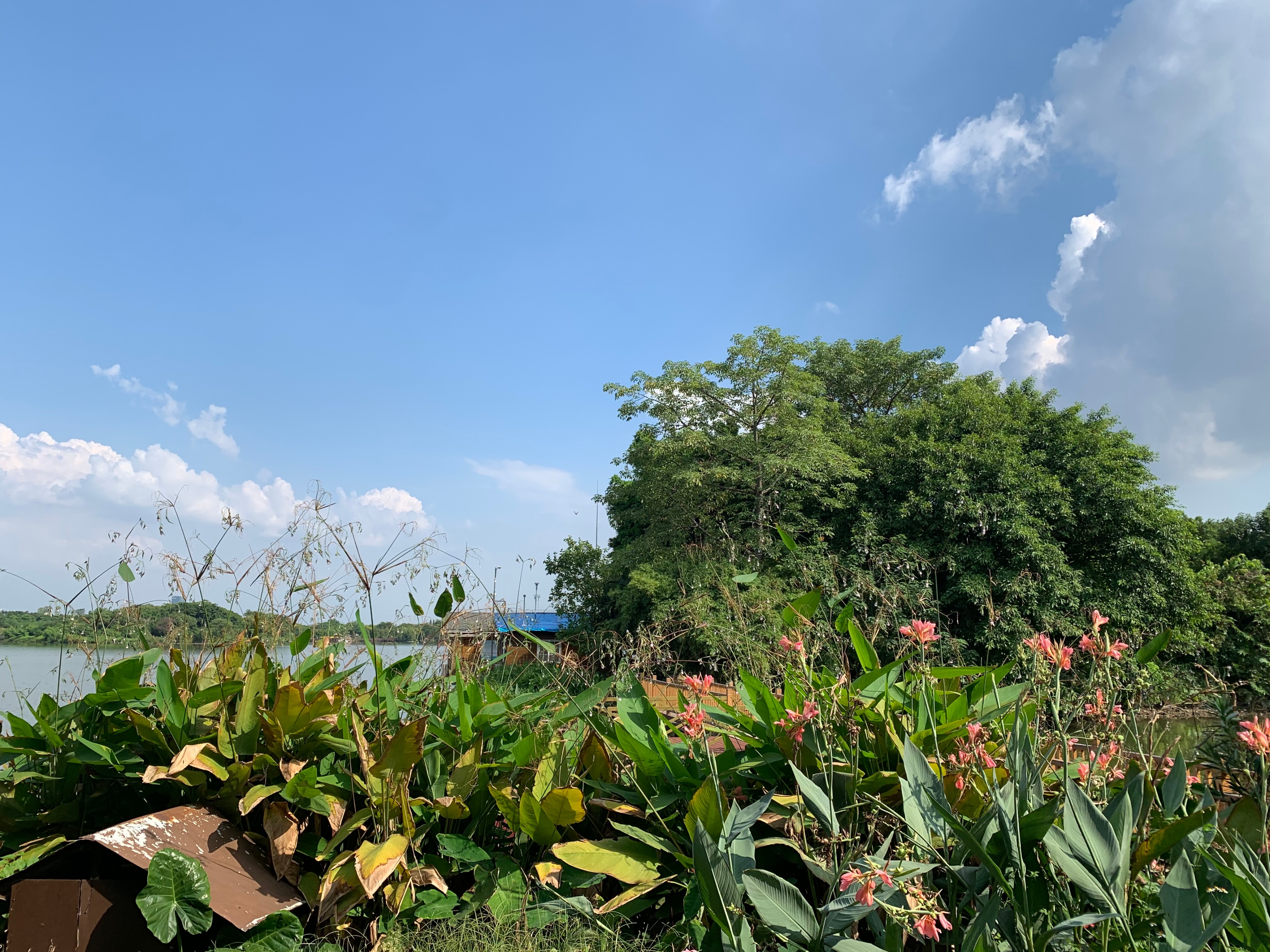 广州国庆假期一日游:南肾海珠湖国家湿地公园的最佳旅游攻略