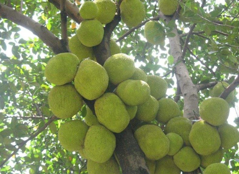 高血压患者可以吃菠萝蜜吗,有高血压的可以吃菠萝蜜吗