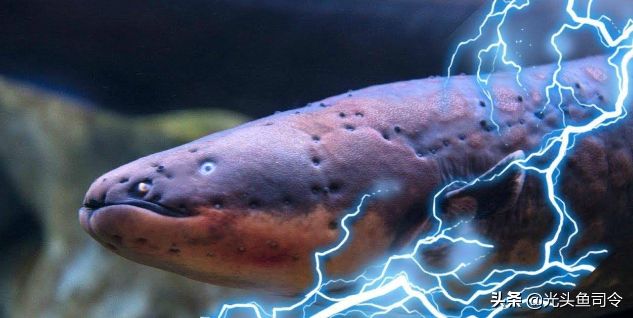 2亿年进化了6次，号称“水下高压电”的电鳗，为何被吃到濒危？