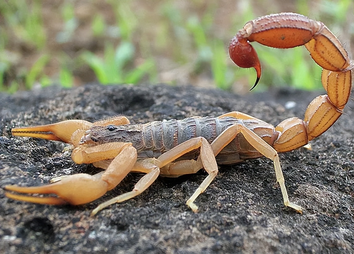 虎纹捕鸟蛛咬死牛事件,老虎捕杀大水牛