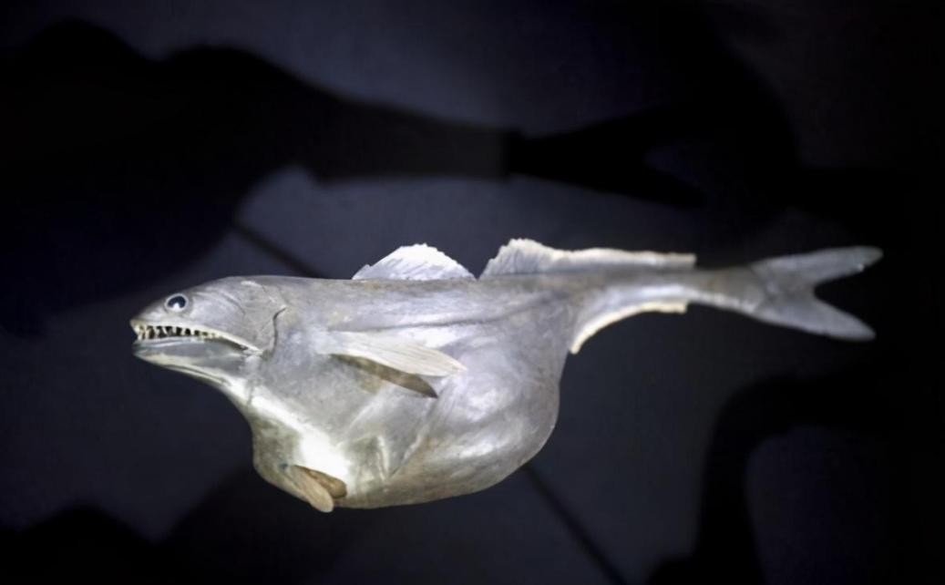 吃100斤的巨型食人鱼,黑叉齿鱼是怎么吞下大鱼的