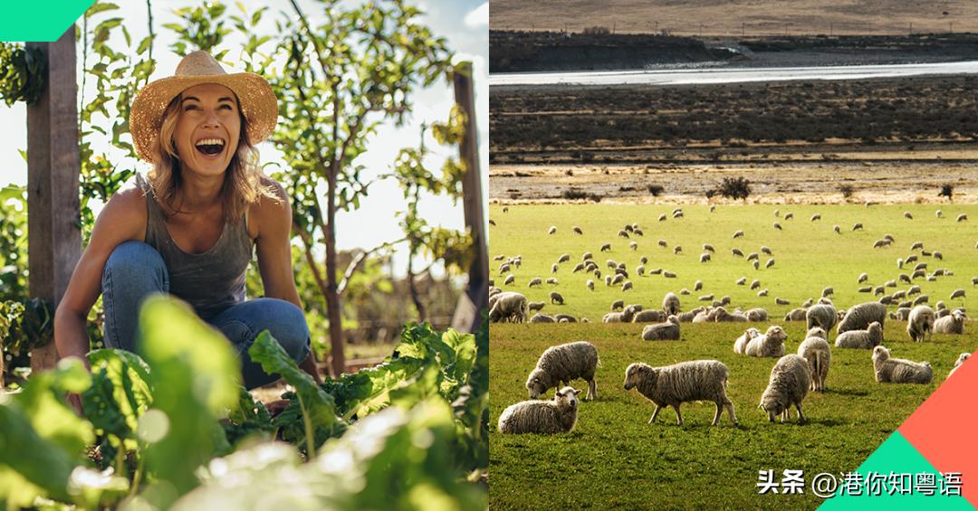 为什么香港人都喜欢来深圳旅游,为什么很多人去香港打工
