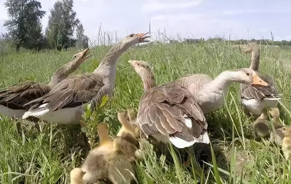 小伙养鹅养鸡上千只大鹅全卖了,养鹅被大雁带走2000只