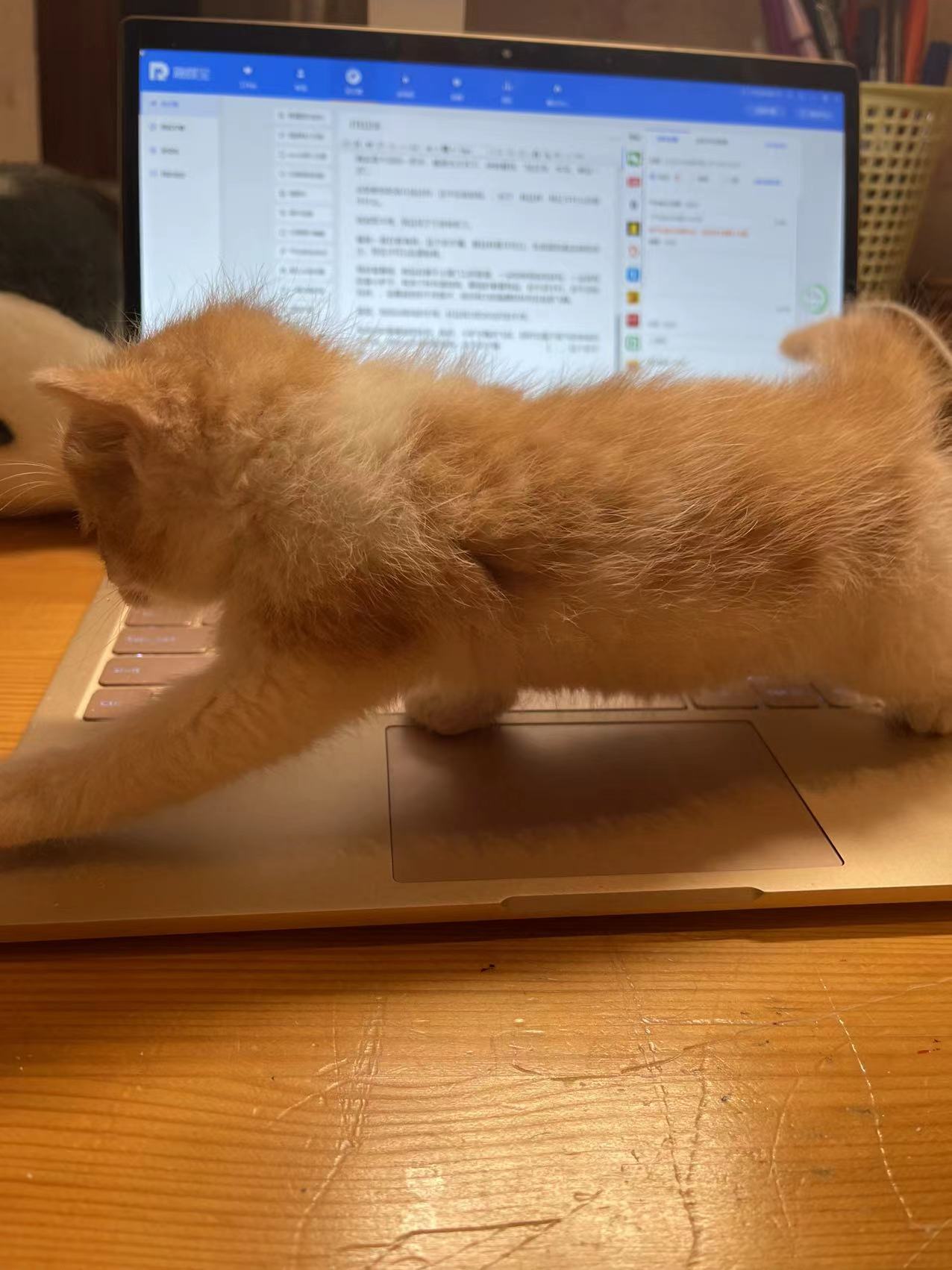 小猫被粘鼠板粘住的视频,被粘鼠板粘住的小猫