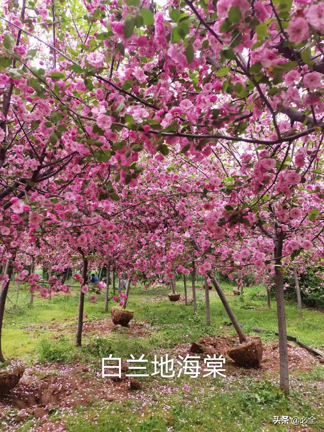 观花乔木有什么,观花乔木有前景吗