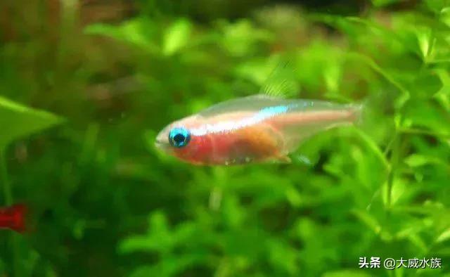 新手必养灯科鱼,灯科群游