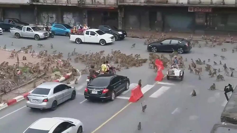 云南昭通发现金丝猴,野生金丝猴被人围观