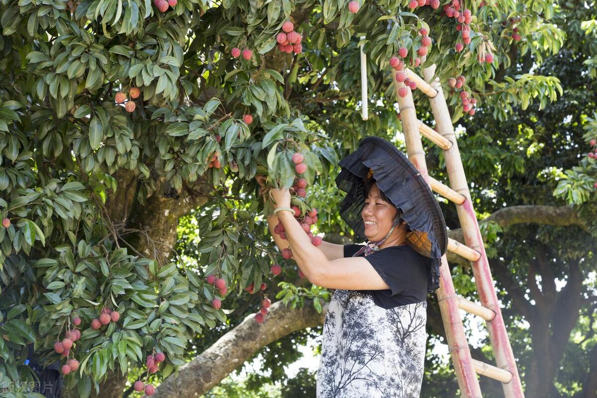 广州出发-中山2天游，打卡银坑逍遥谷+*钟金**湖公园+采摘荔枝
