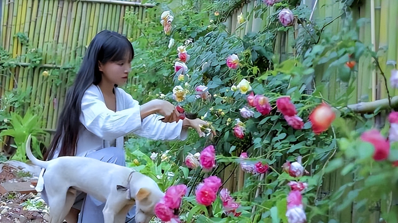 李子柒怎么会有那么大的院子,李子柒隐居山林度过惬意时光