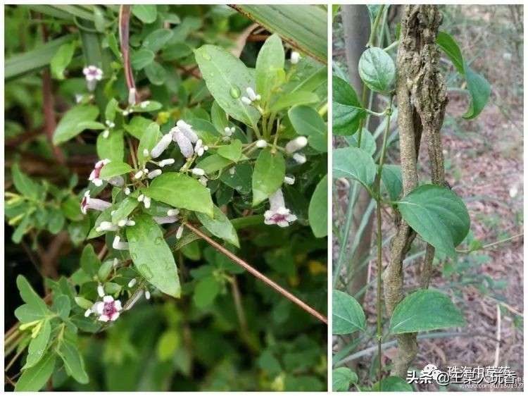 石家庄挖野菜攻略,挖野菜攻略