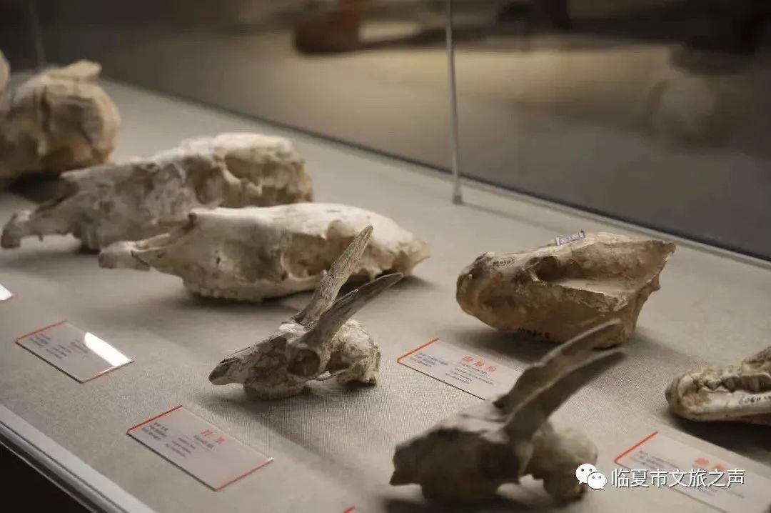 河州游玩攻略,河上一日游最佳路线