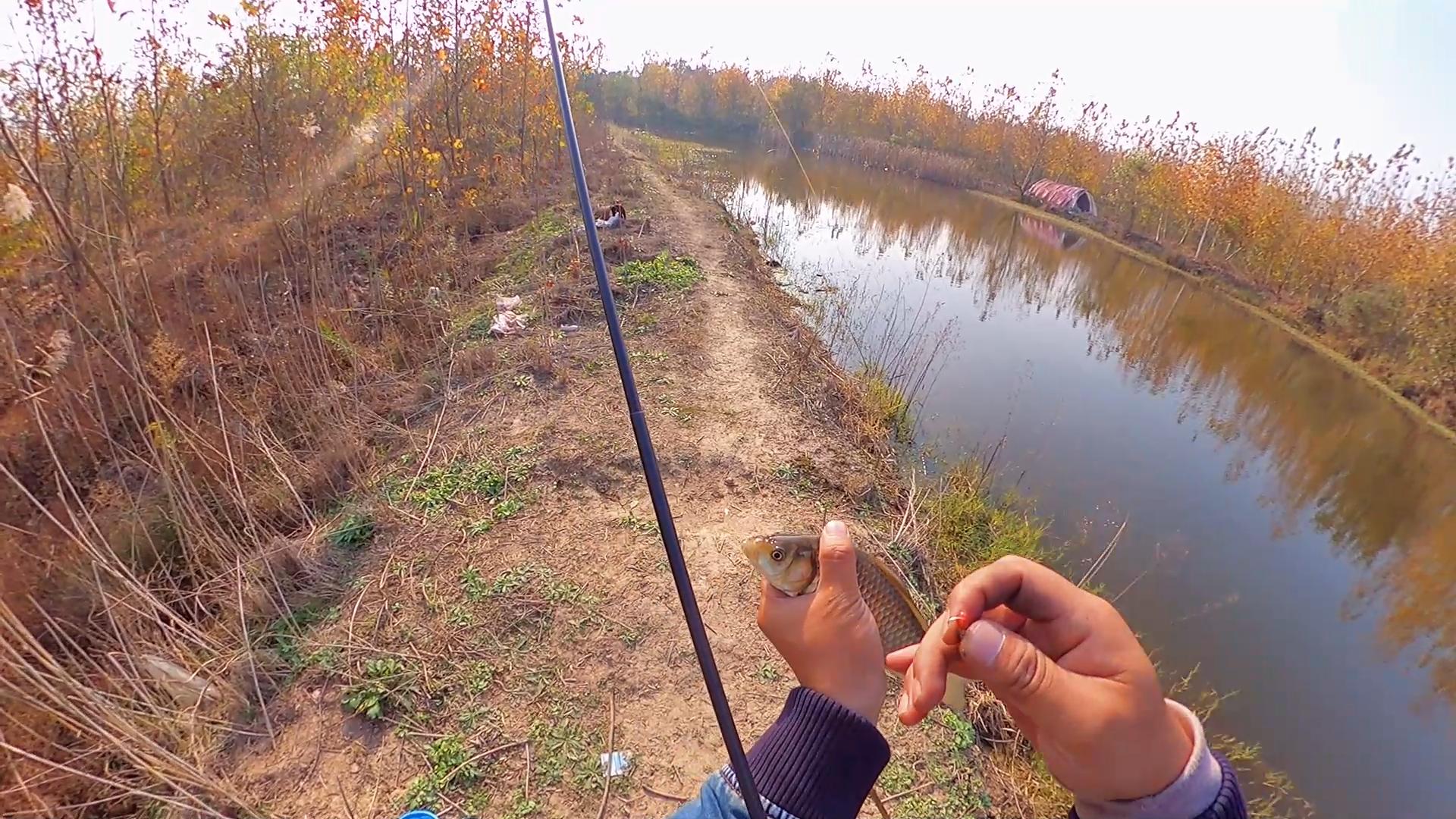 夏天小鱼闹窝能用大泡铅钓鲫鱼吗,冬天钓鲫鱼小杂鱼闹窝