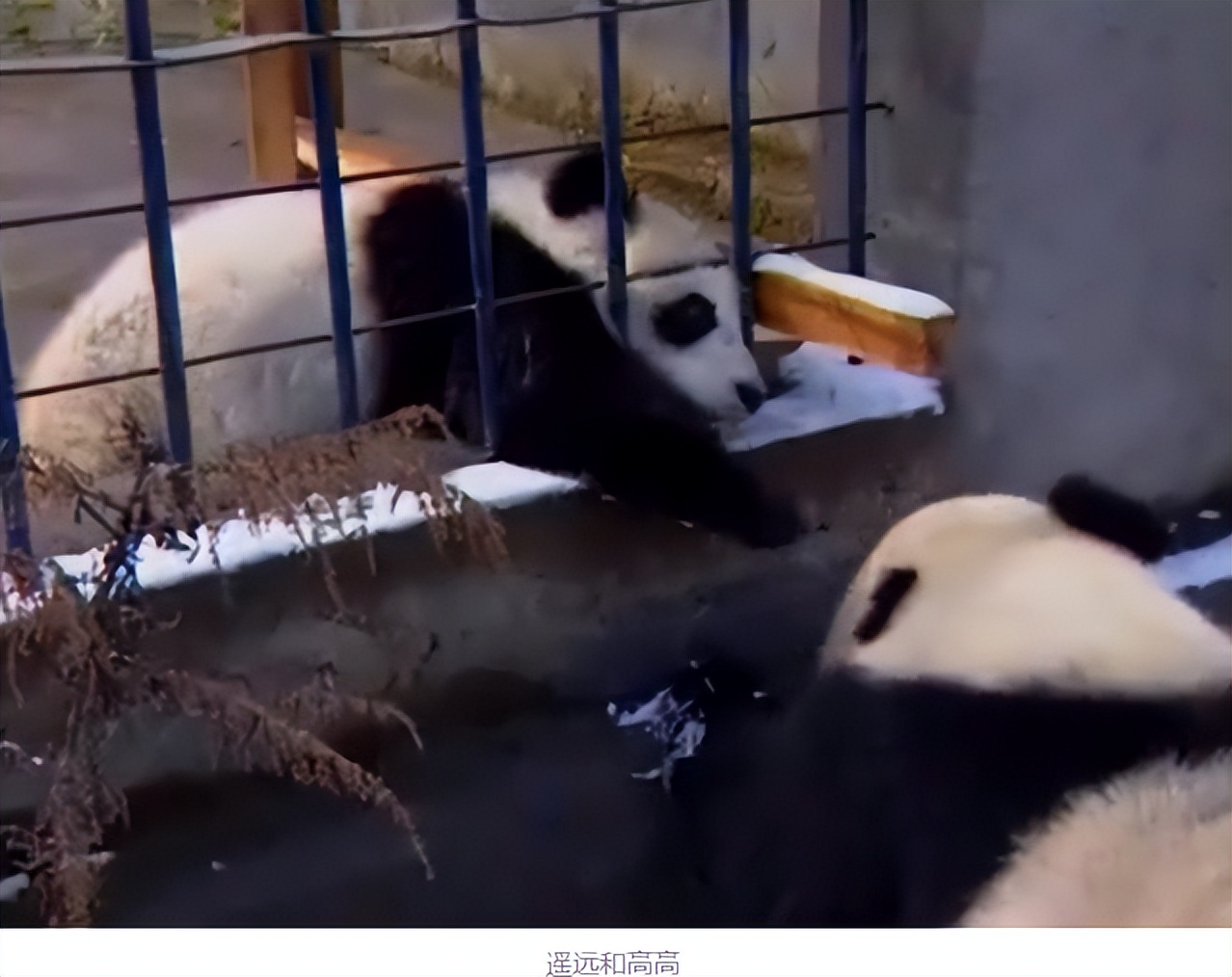 大熊猫高高成长,野生大熊猫高高学爬树