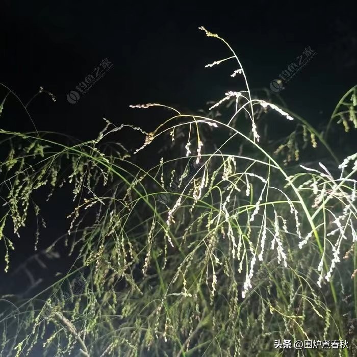 男子出门买早餐在绿化带迷路,男子出门买早餐在绿化带迷路三天