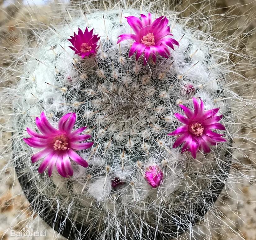 28种不同类型的仙人掌植物,多种品种仙人掌如何栽种