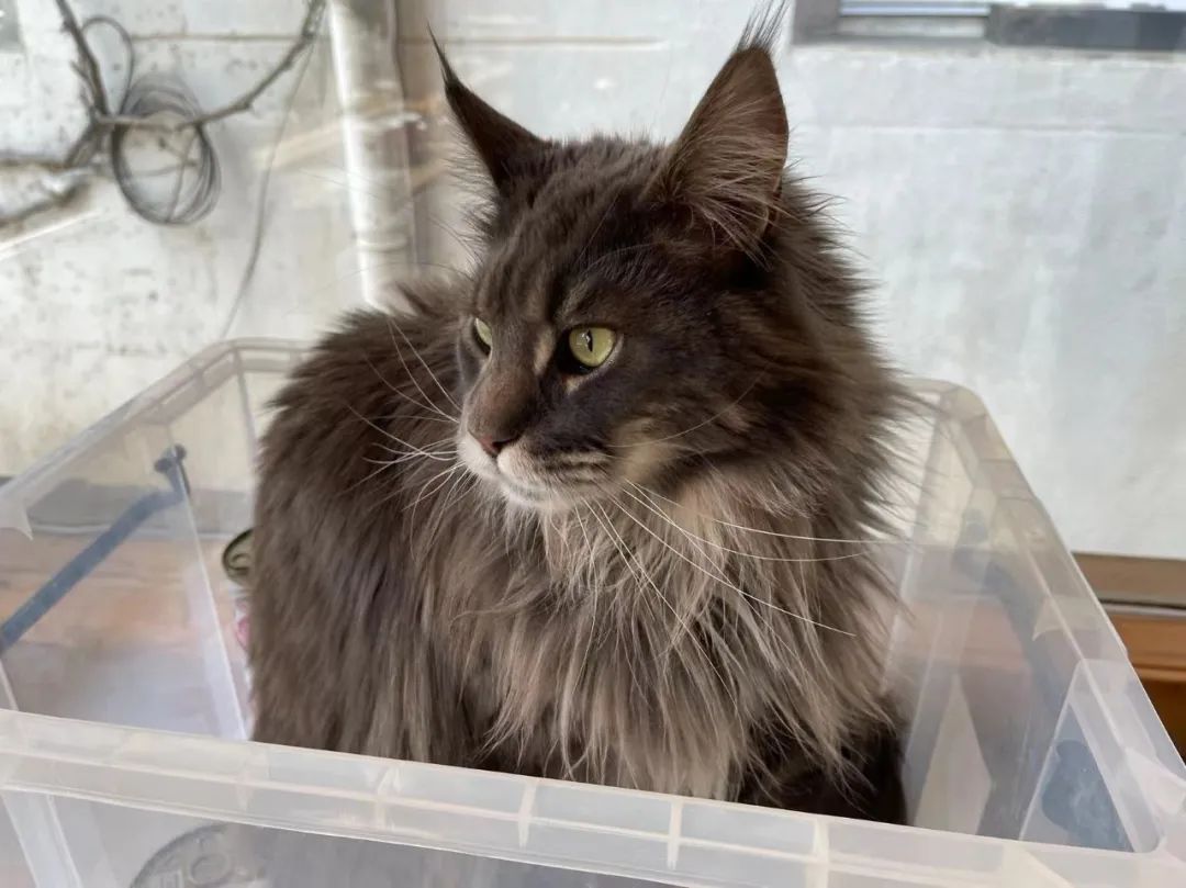 毛森森,观复猫毛森森