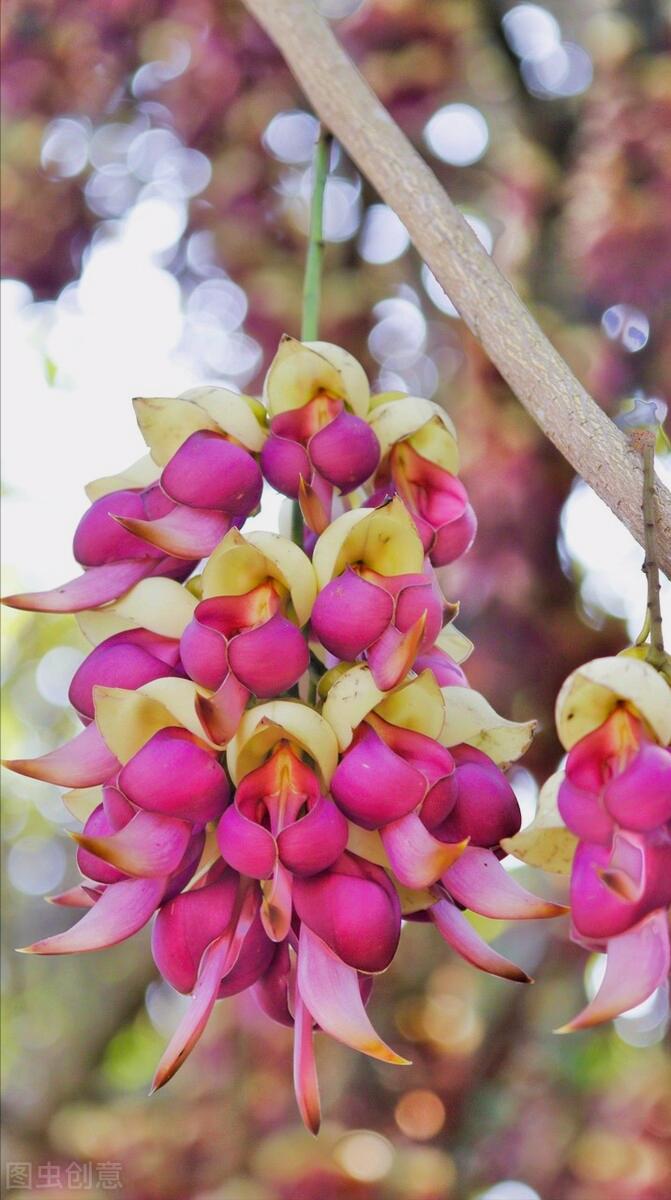 感恩母亲节祝自己节日快乐,母亲节感恩祝福词妈妈我爱你