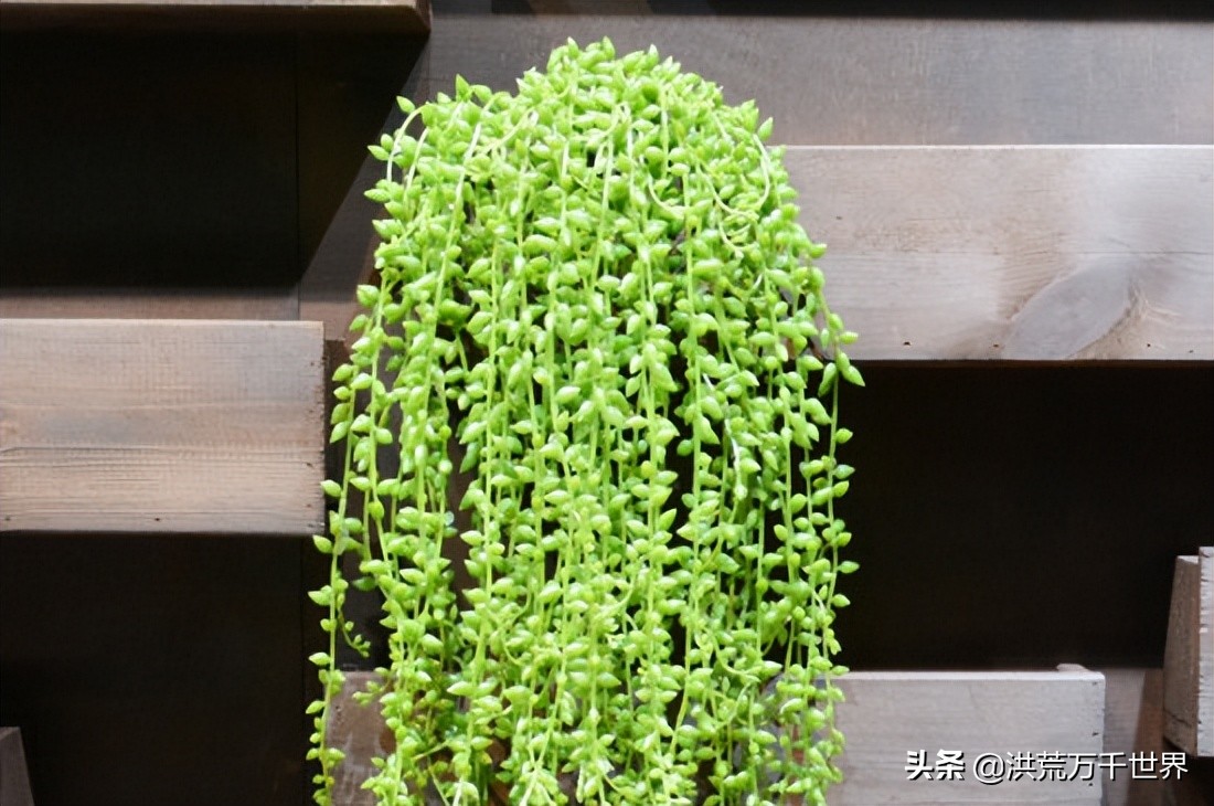 情人泪夏天的养殖方法,情人泪吊兰的养殖方法