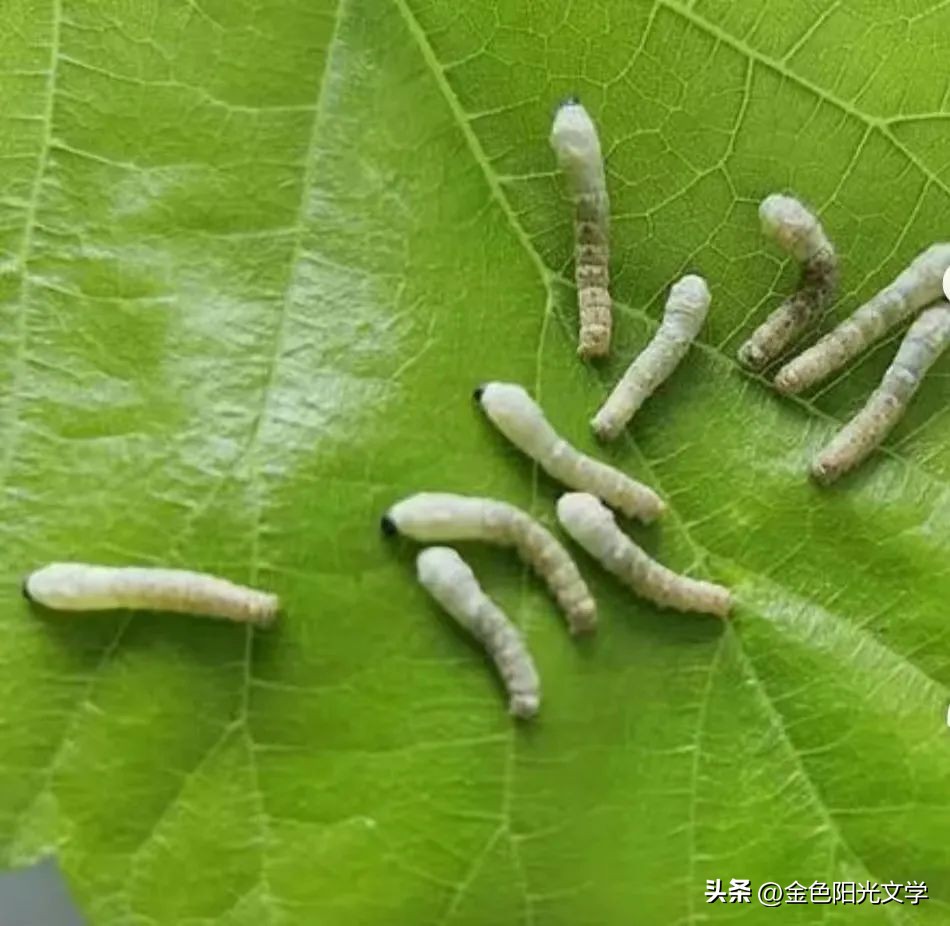 西安游洛阳旅游,游洛阳的感受