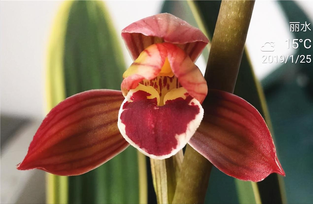 墨兰荷花图片大全,兰花墨兰大红荷