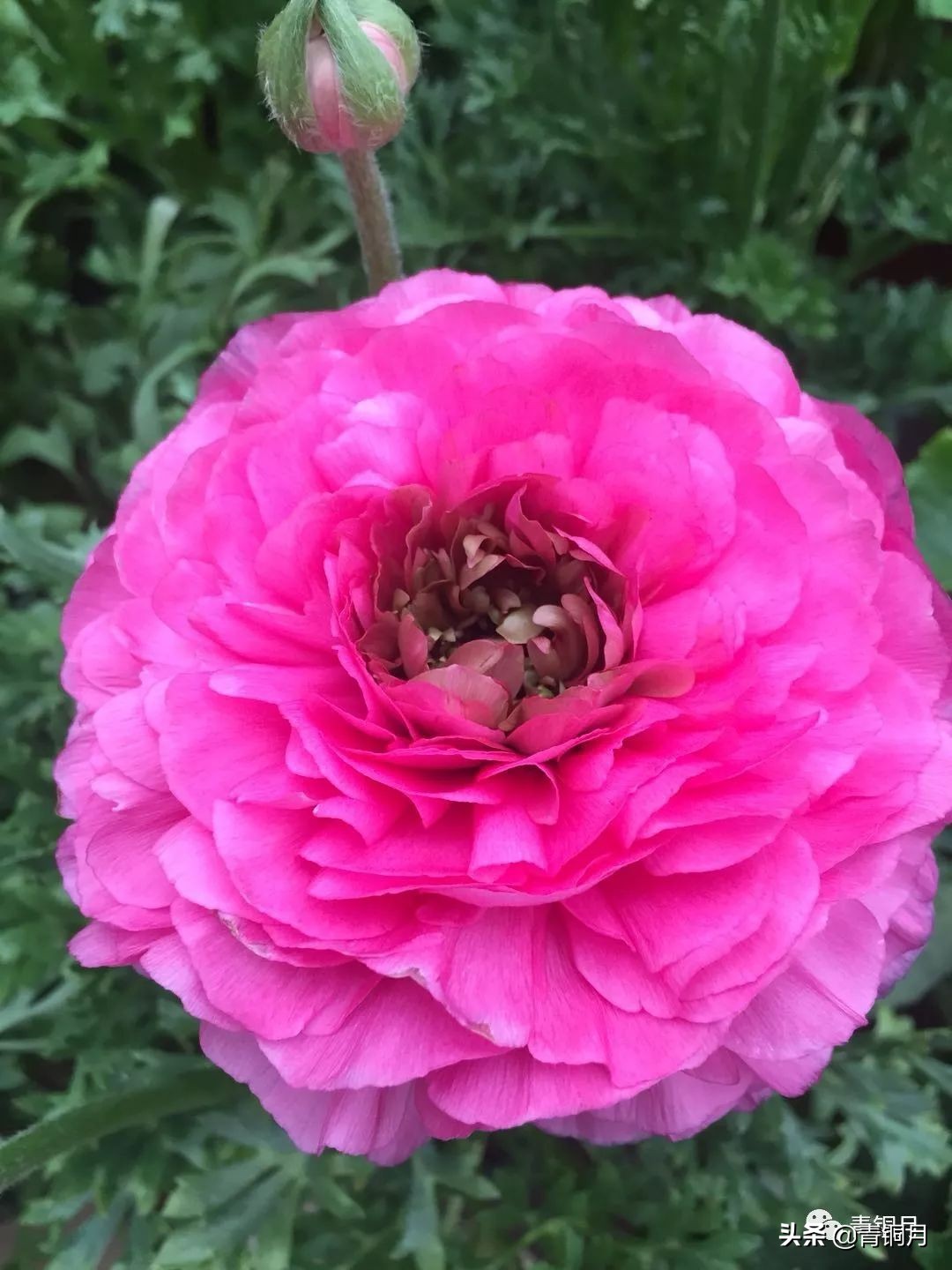 散文第3册第十六课：鲁迅藤野先生（10万+课程老师讲义）