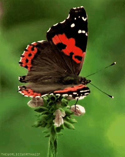 走在乡间的小路上,走在乡间的小路上口哨版