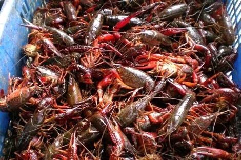 稻虾共作：田间春管少不了