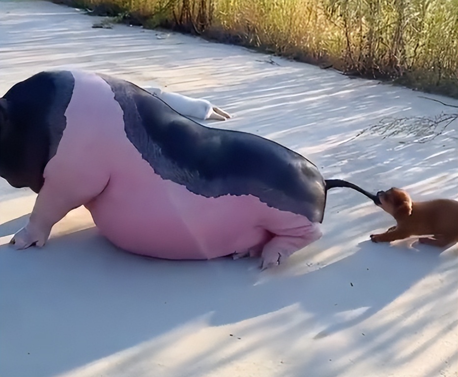 狗界巅峰中华田园犬,狗界巅峰的狗子