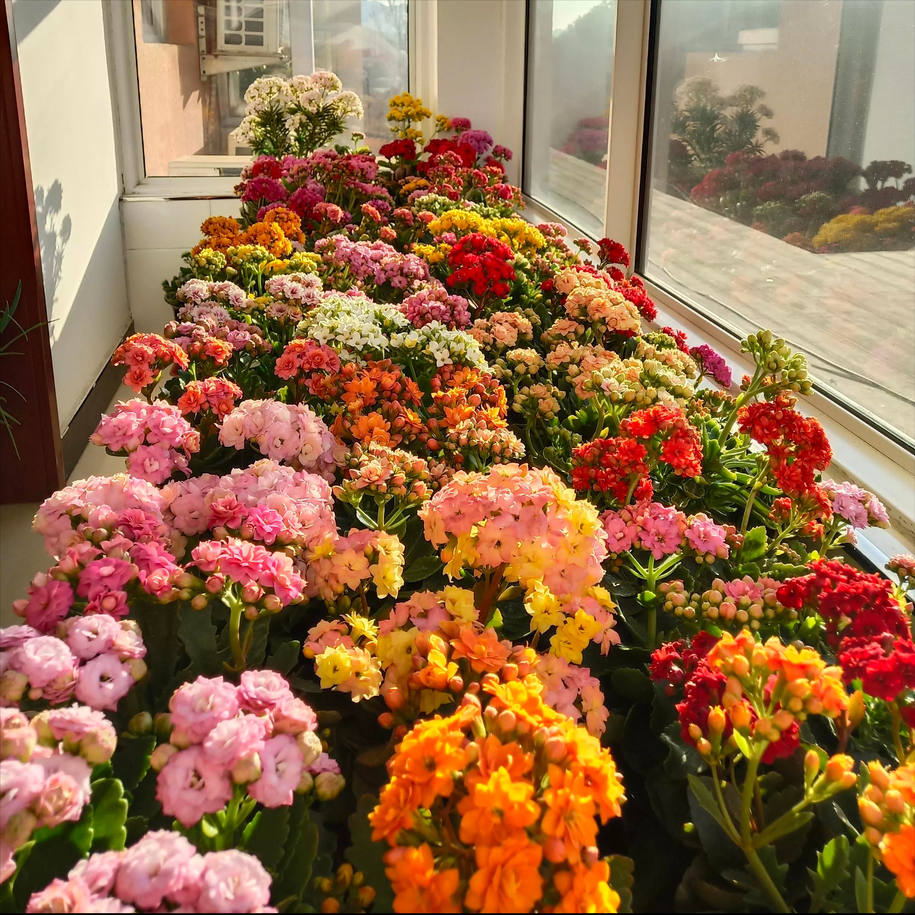 十月长寿花怎么开花,长寿花怎么打才能爆花