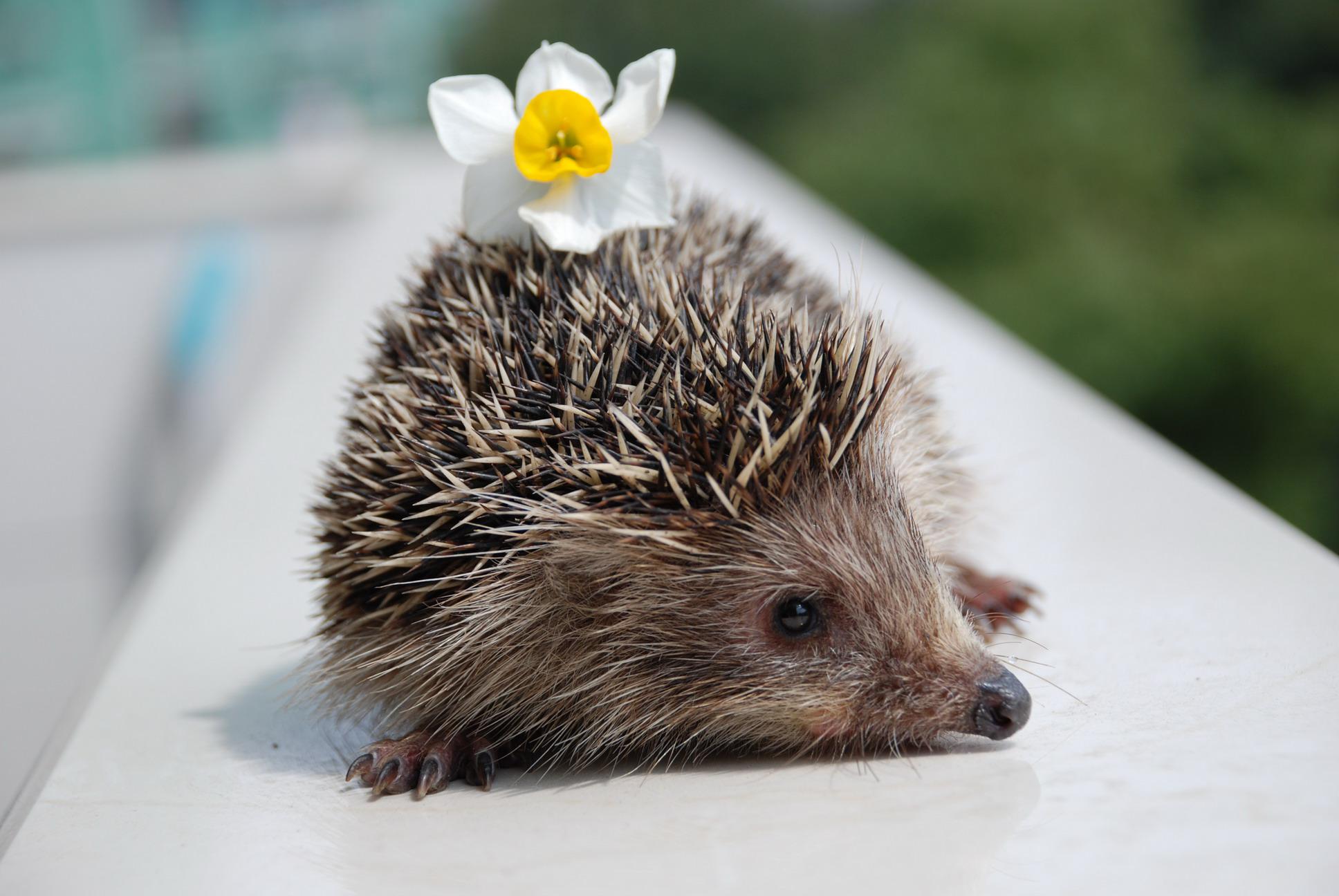 除了猫和狗还可以养的温顺宠物,除猫狗以外适合养的小宠物