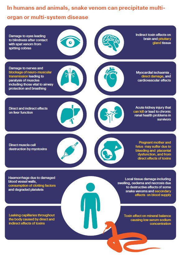 五步蛇泡酒第二年被咬,五步蛇毒酒喝了会怎么样