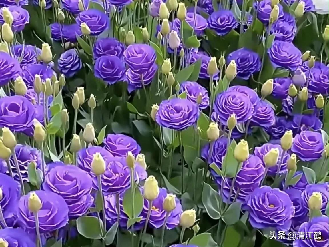 常用植物生长调节剂正确使用方法,植物调节剂喷后几个小时见效果