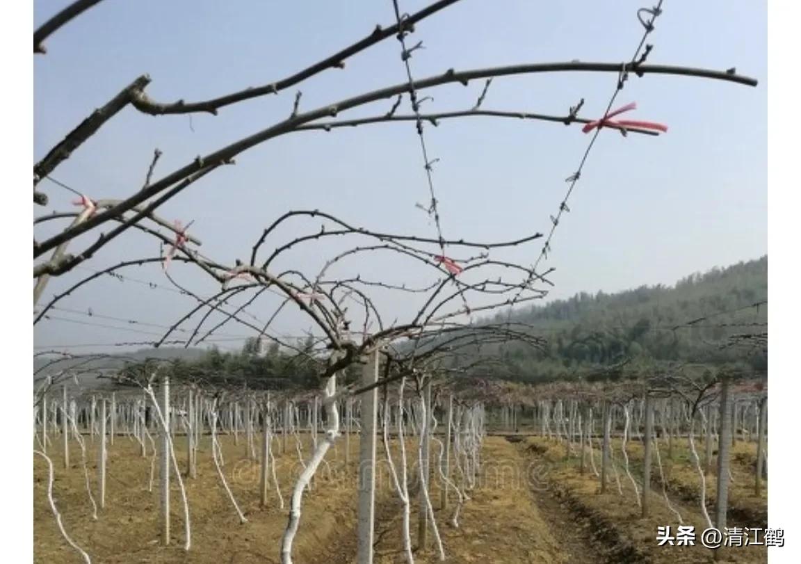 今年猕猴桃树冻害哪个省严重,猕猴桃如何防霜防寒