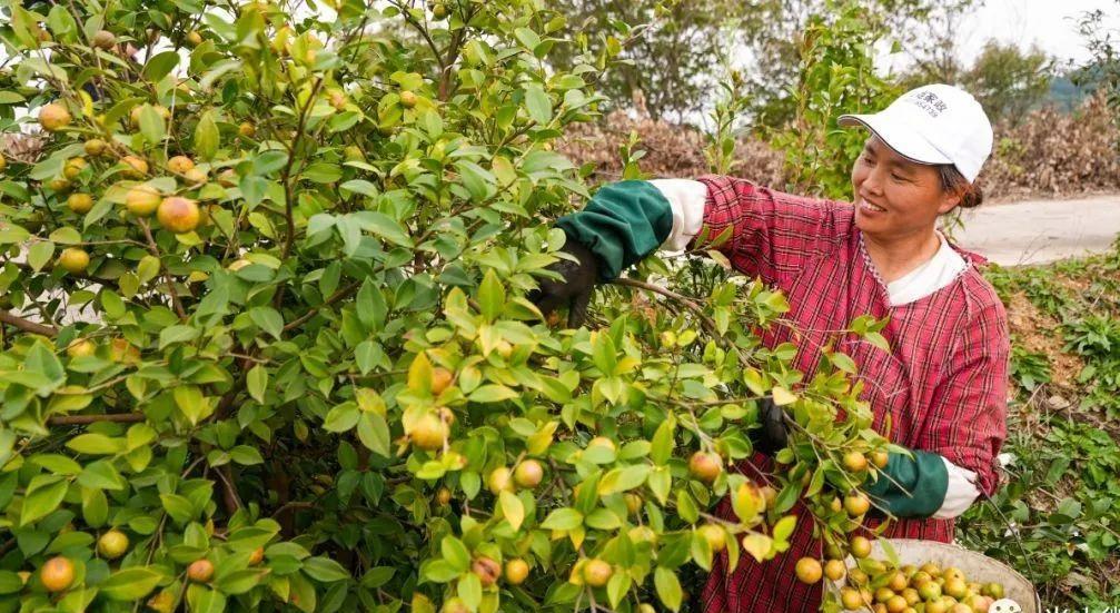 美丽的光山美景,光山县万亩油茶