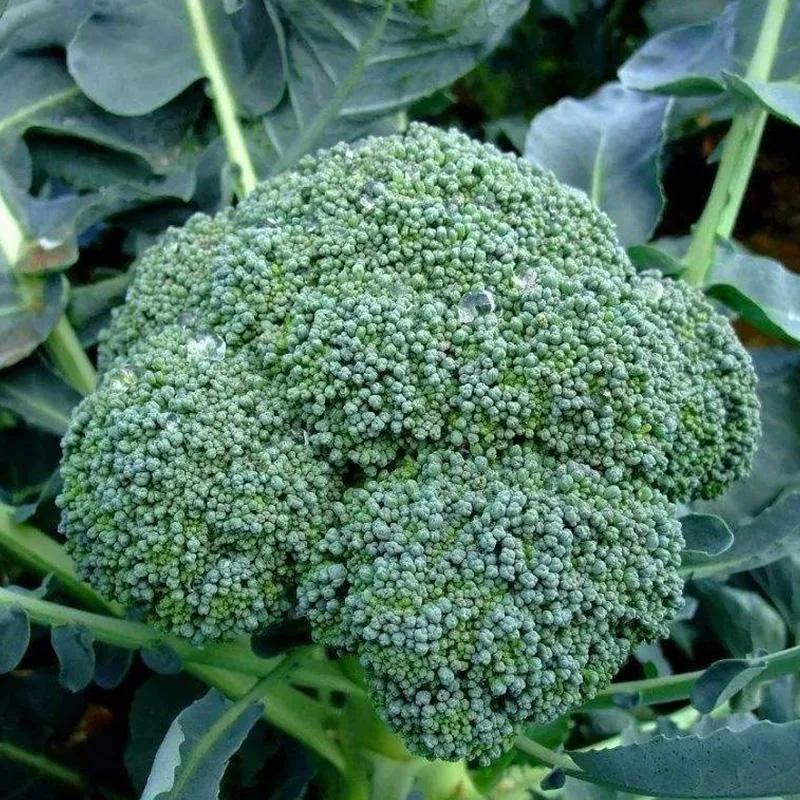 小苏打防治白粉病,小苏打防治虫害兑水得多少比例