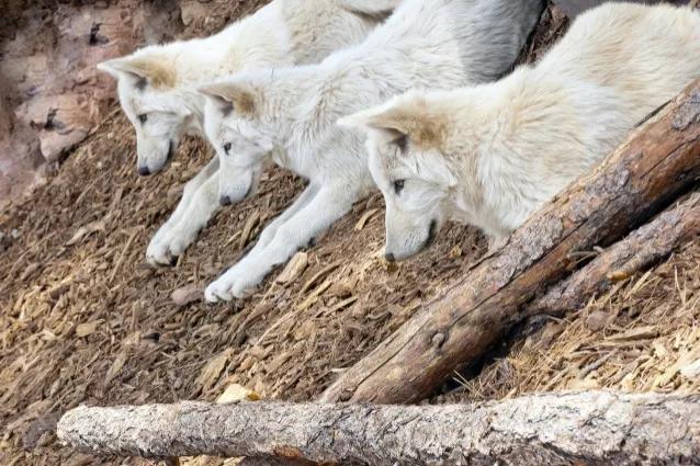 黑熊为什么害怕东北虎,狼群为什么不怕大棕熊怕老虎